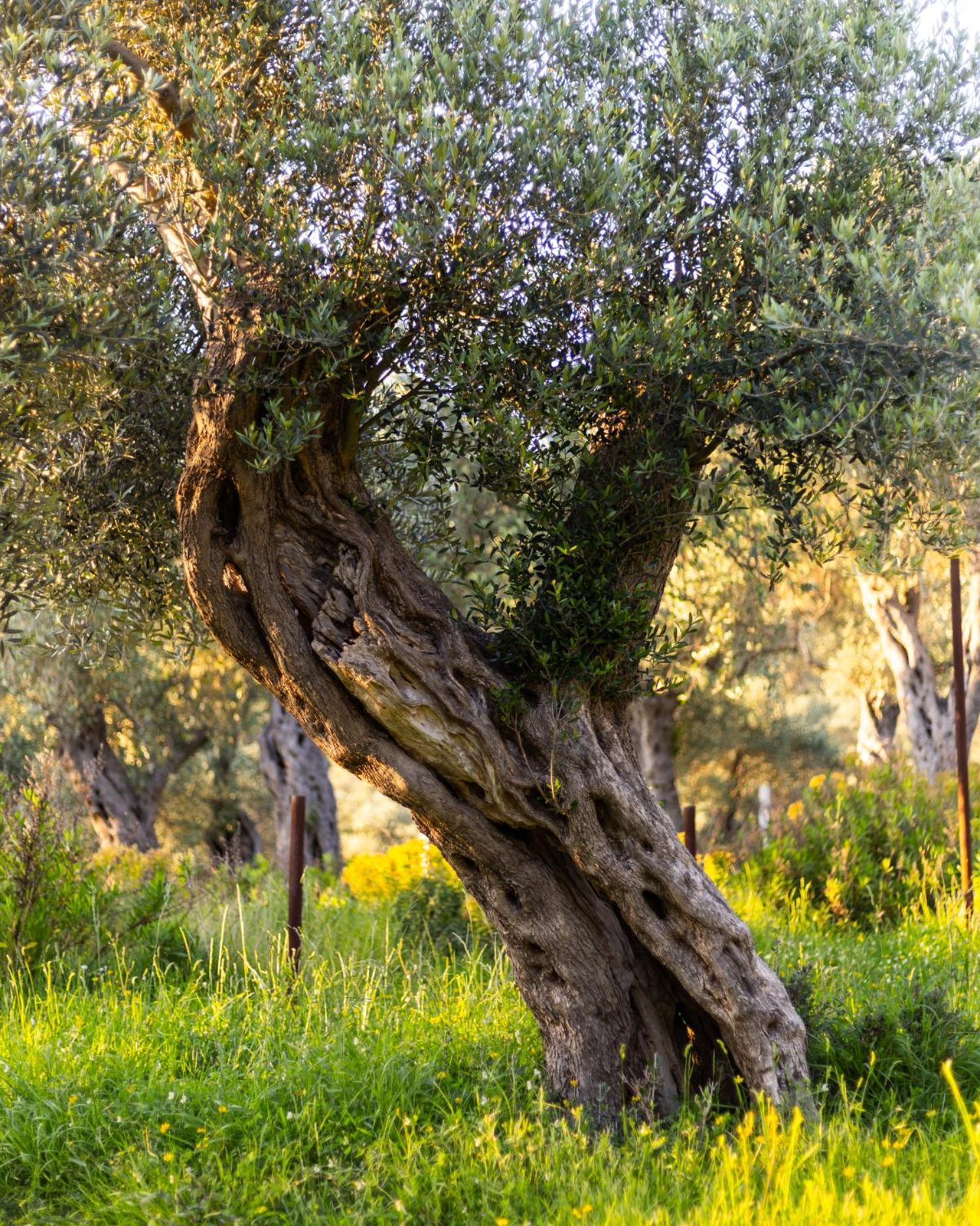 Mashtra - The Olive House Ξενοδοχείο Ούλτσιν Εξωτερικό φωτογραφία